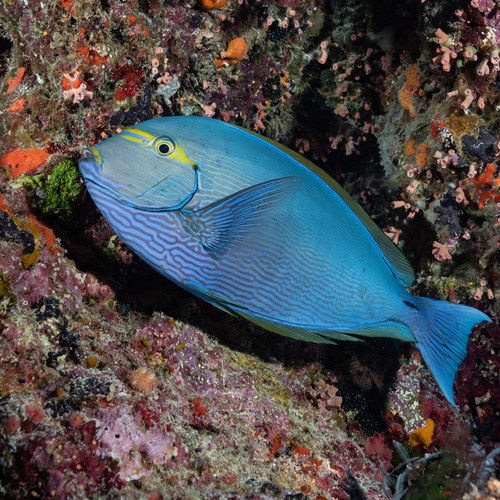 Elongate Surgeonfish