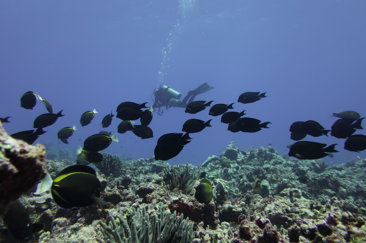 Hybrid Tang