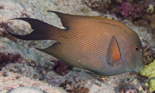 Striatus Surgeonfish