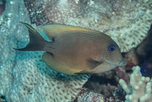 Striped Bristletooth