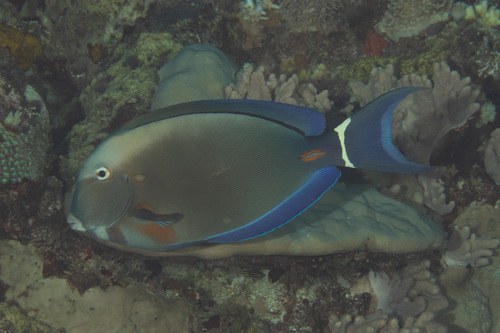 Orange Socket Surgeonfish