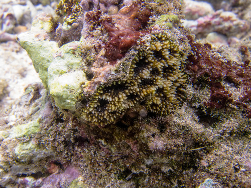Acanthastrea Color L Acant Echinata Multi Color Metalic L
