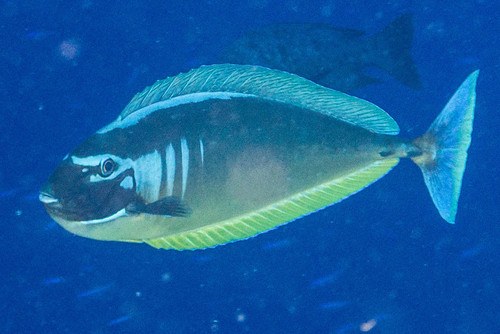 Sleek Unicornfish