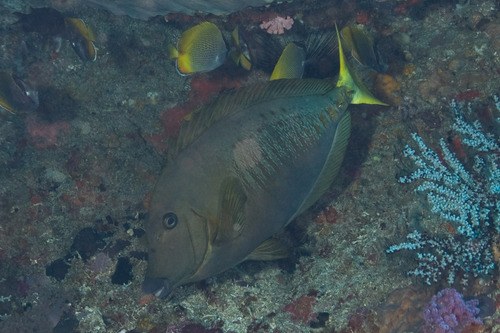 Sawtail Surgeonfish