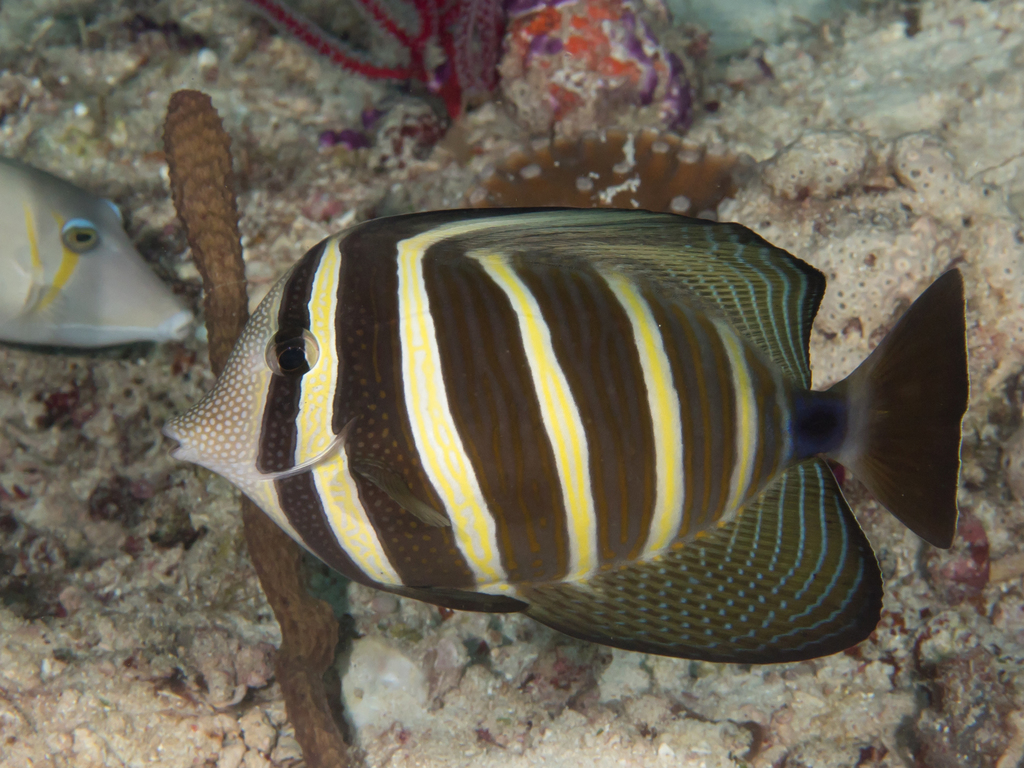 Photo of Sailfin Tang (hybrid)