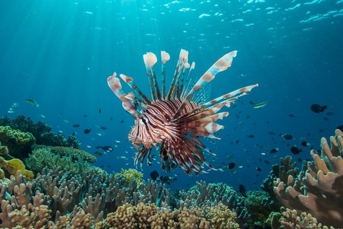 White-Fin Lionfish