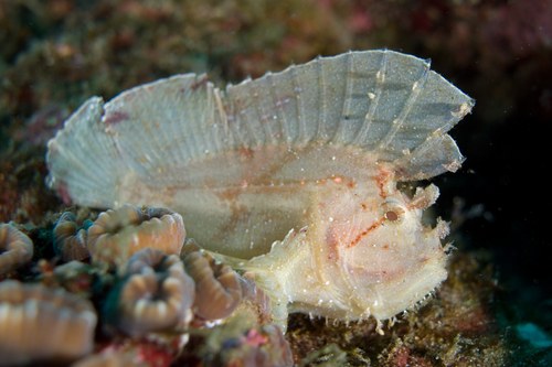 Red-Leaf Scorpionfish