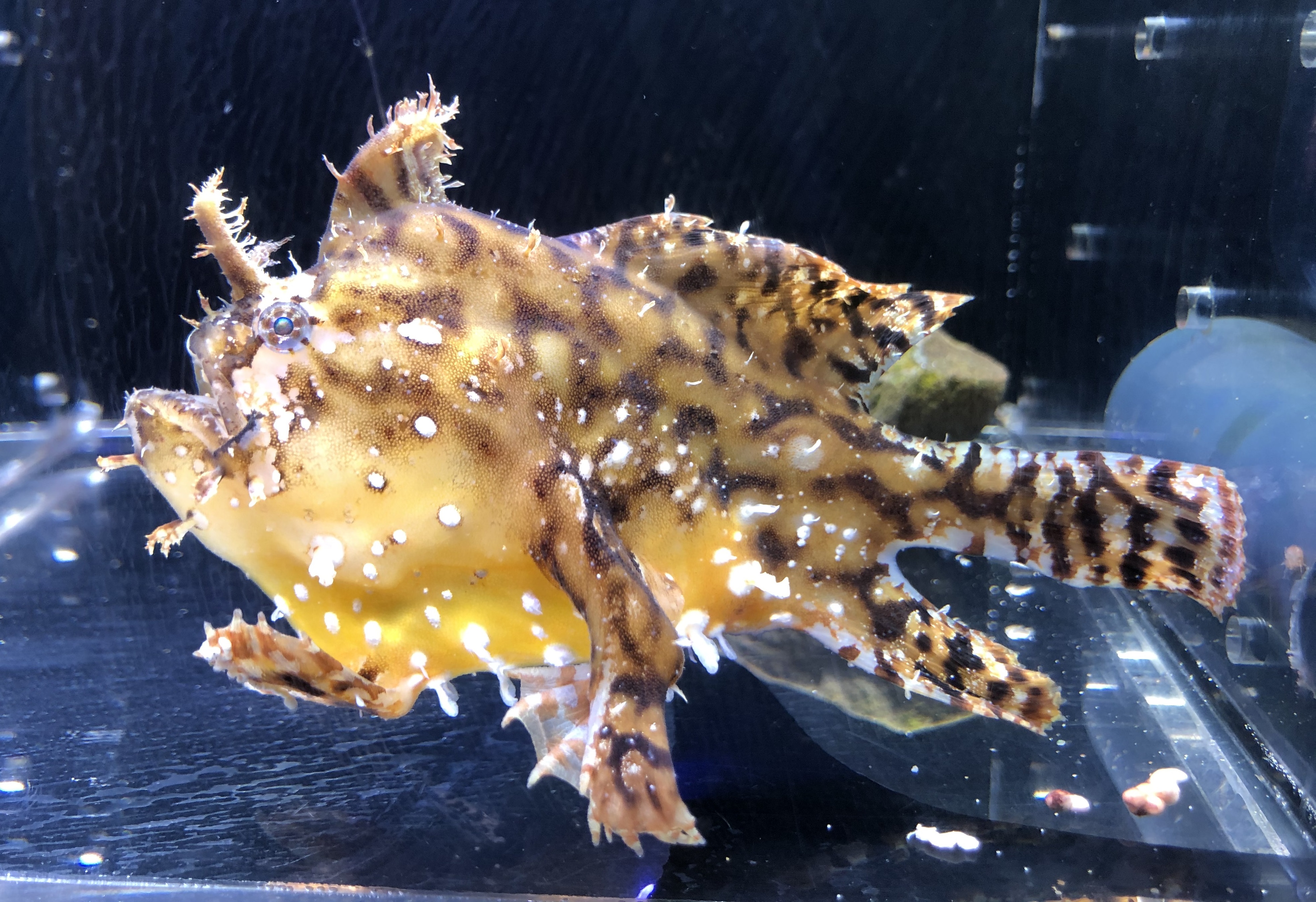 Sargassum Fish - representative species photograph