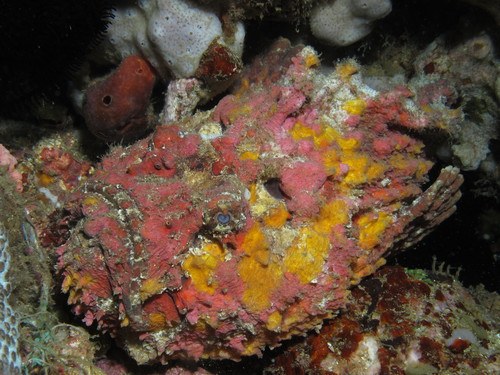 Reefstone Fish