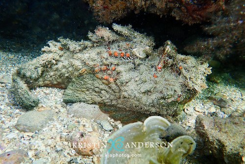 Estuary Stonefish