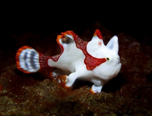 Warty Frogfish (Red)