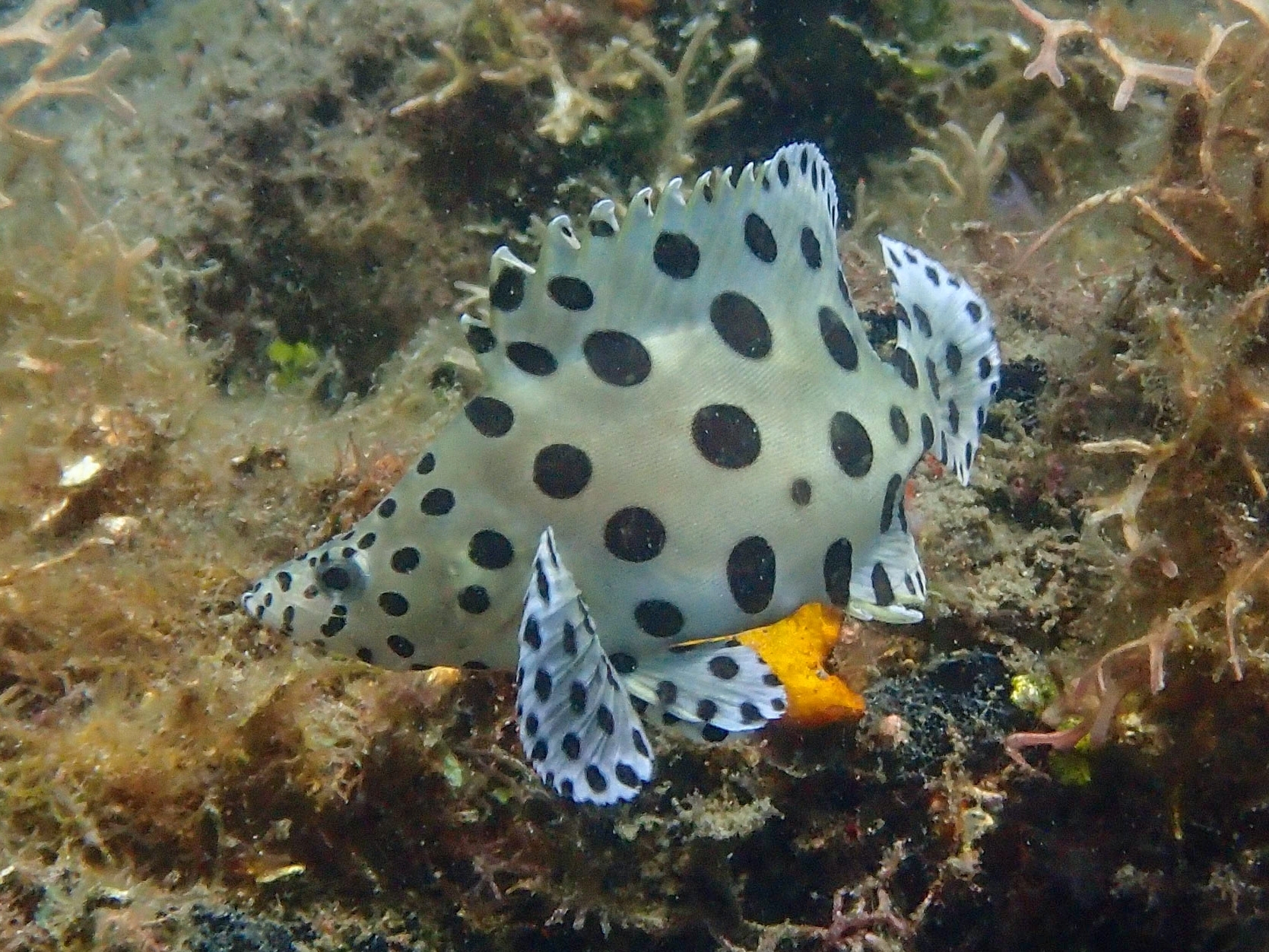 Panther Grouper