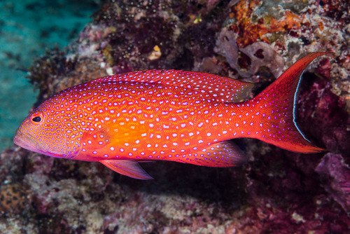 White-edged Lyretail Grouper