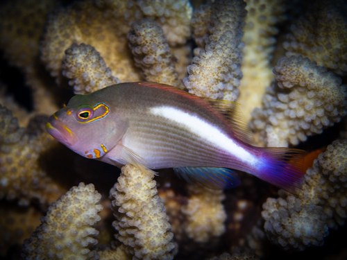 Arc-eye Hawkfish