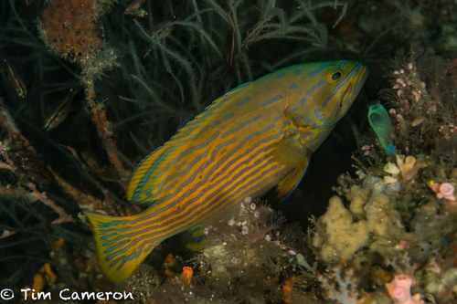 Harlequin Grouper