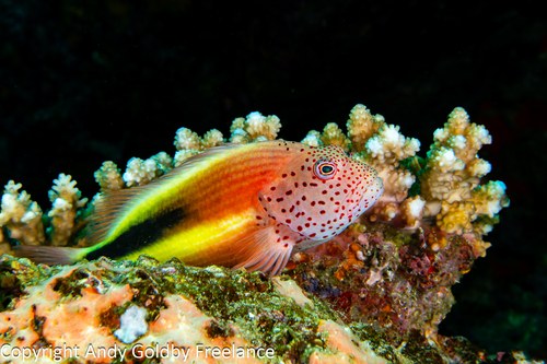 Blacksided Hawkfish