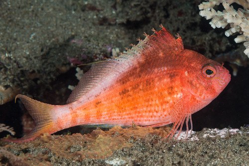 Swallowtail hawkfish