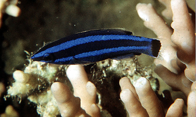 Fourline wrasse