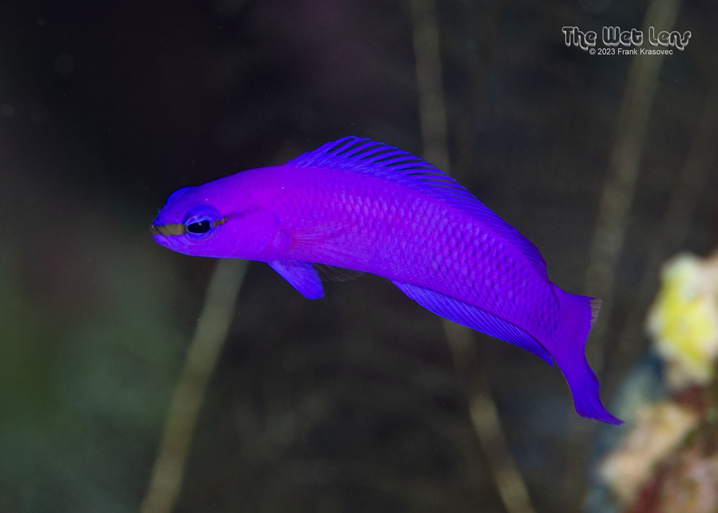 Long Finned Dottyback