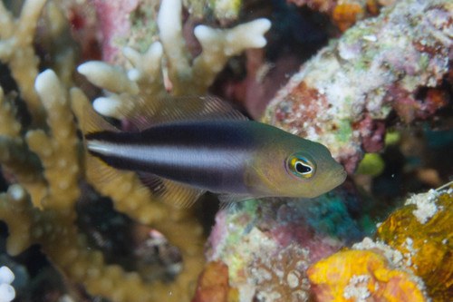 Double-Spotted Dottyback
