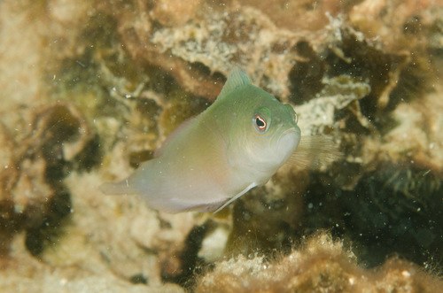 Multcolored Dottyback