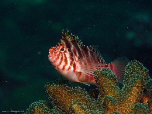 Assorted Hawkfish