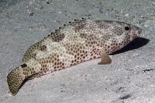 Assorted Grouper