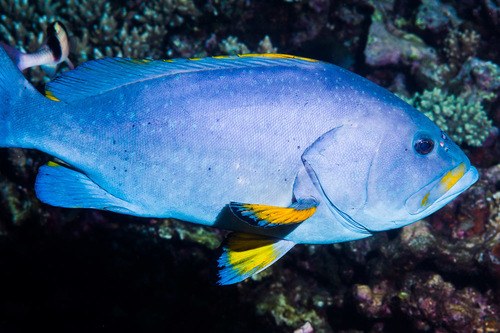 Blue & Yellow Grouper