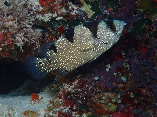 Clown Grouper