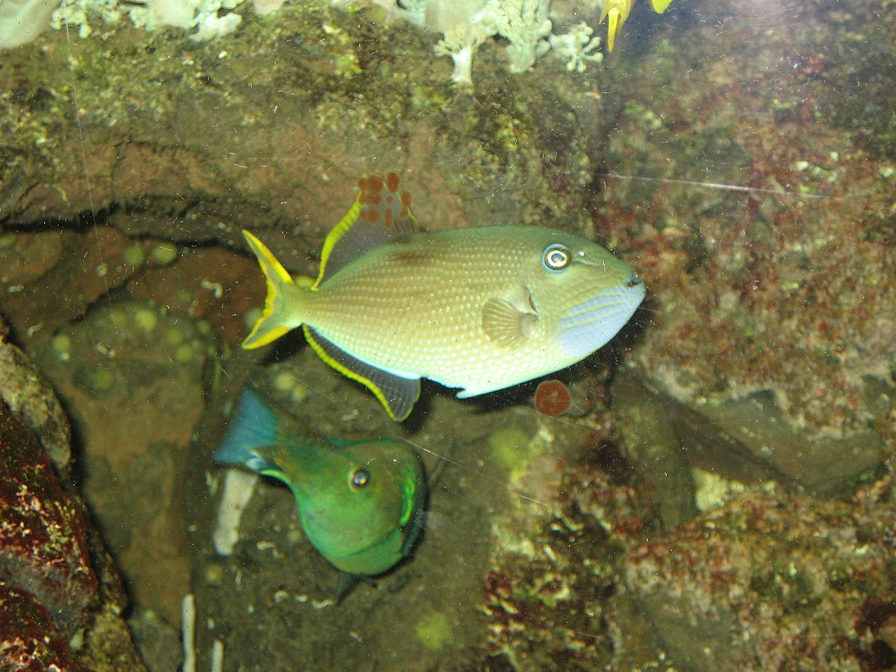 Blue Throat Triggerfish (male)