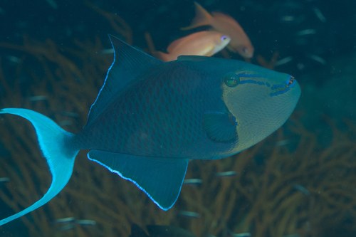 Blue Triggerfish