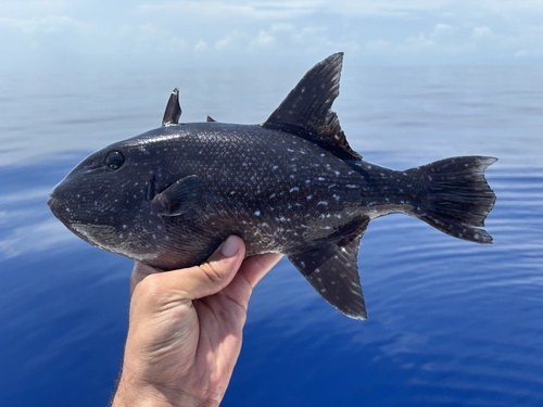 Spotted Oceanic Trigger