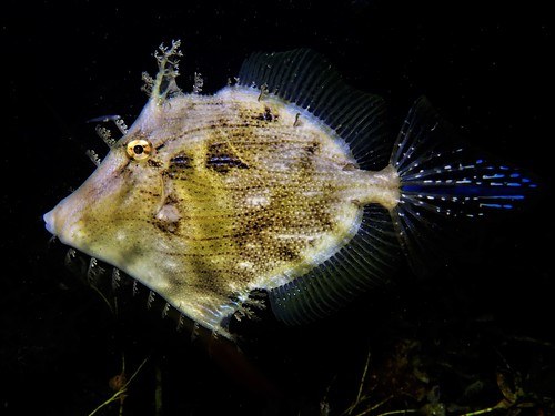 Tentacled Filefish