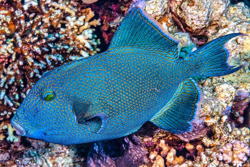 Blue & Gold Triggerfish