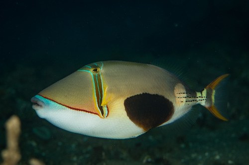 Black-Bellied Trigger