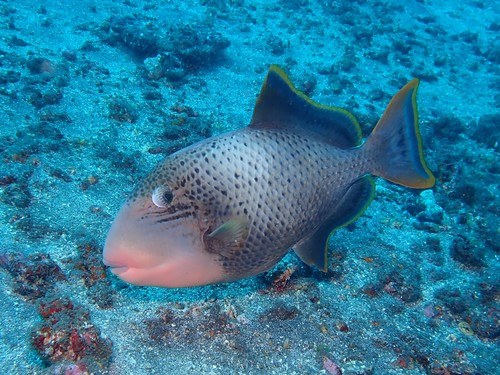Yellowface Triggerfish