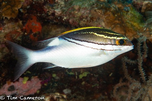 Two-Lined Snapper