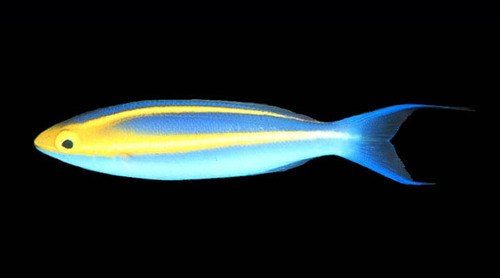 Yellow Line Snapper