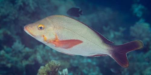 Humback Red Snapper