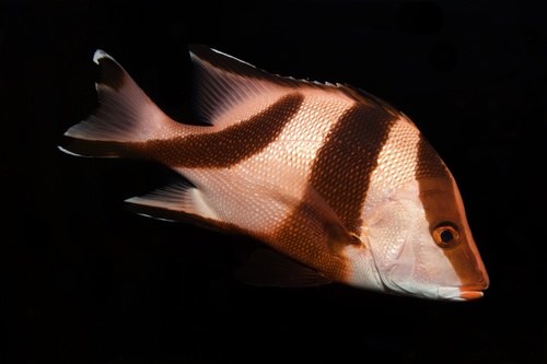 Emperor Snapper