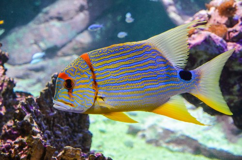 Blue & Gold Striped Snapper