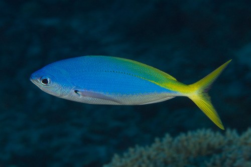 Yellow and Blueback Fusilier