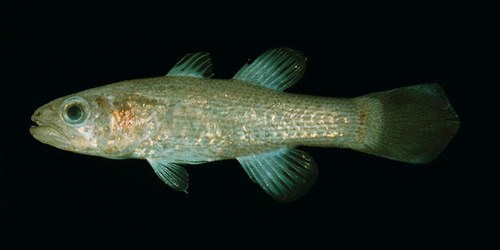 Reflecting Cardinal Fish