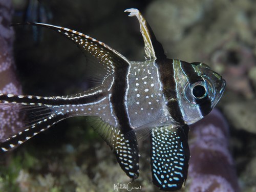 Cardinal Fish