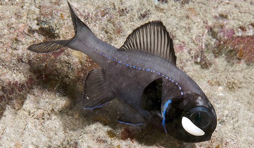 Bioluminescent Flashlight