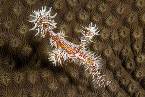 Ornate Pipefish