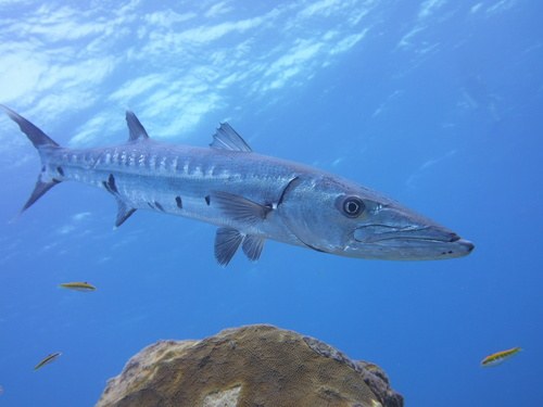 Barracuda