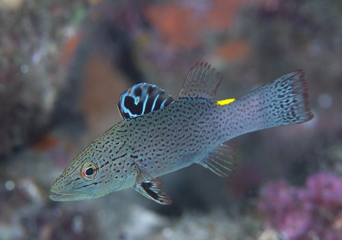 Arrowhead Soapfish