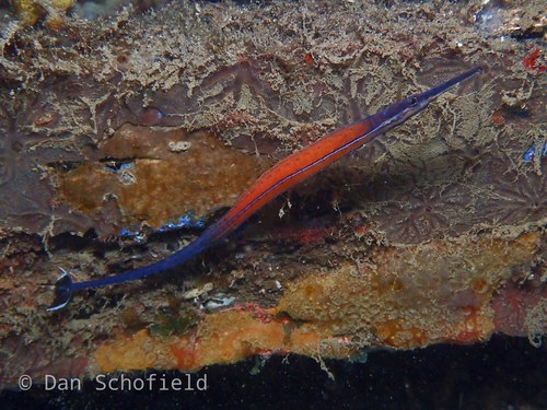 Janss' Pipe Fish