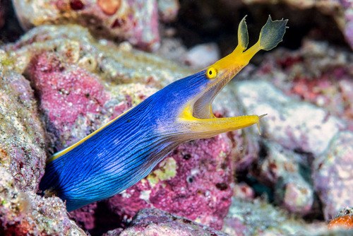 Blue Ribbon Eel